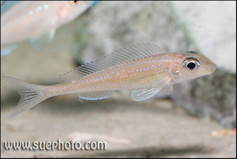Asprotilapia leptura 'Cameron Bay'